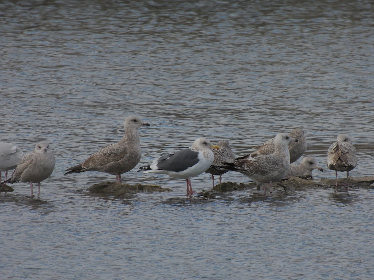 Slaty-backed Gull - ML616185435