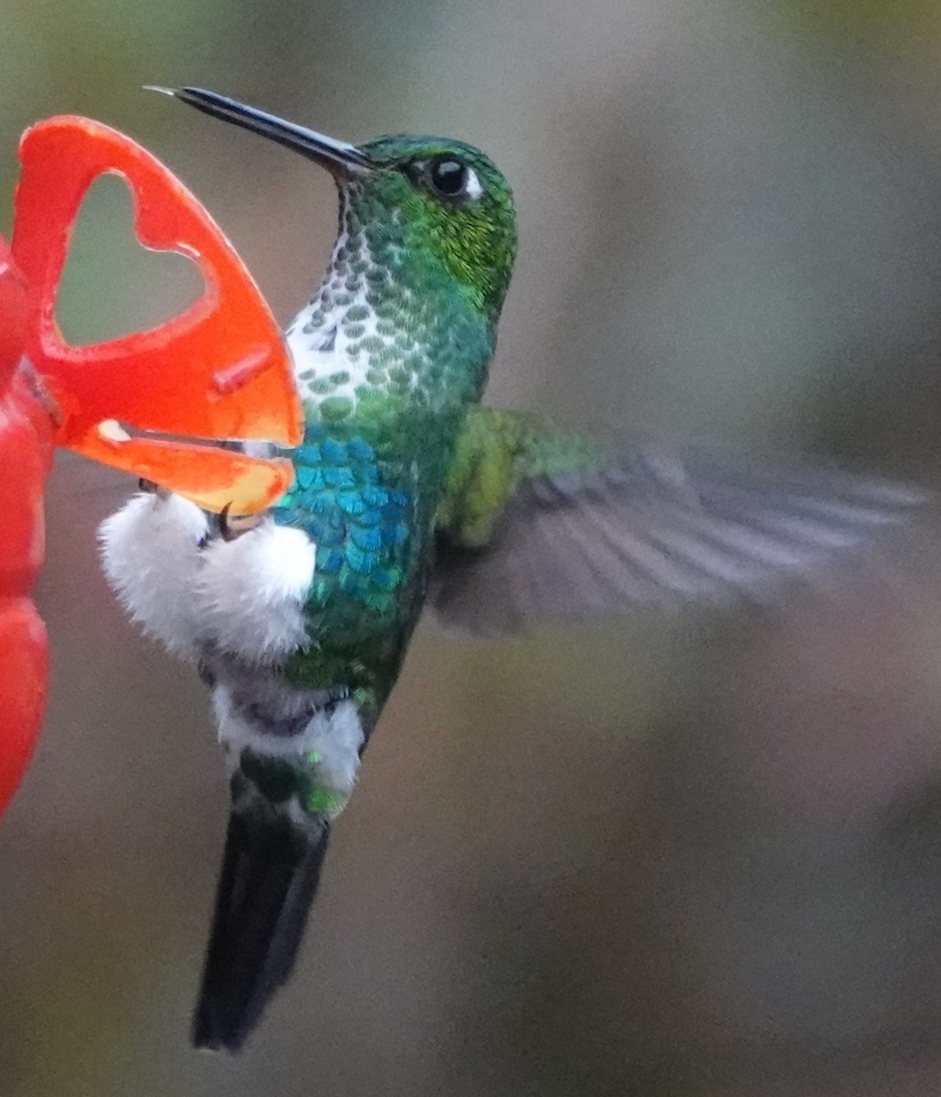 Emerald-bellied Puffleg - ML616185445