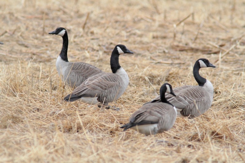 Canada Goose - Alain Deschamps