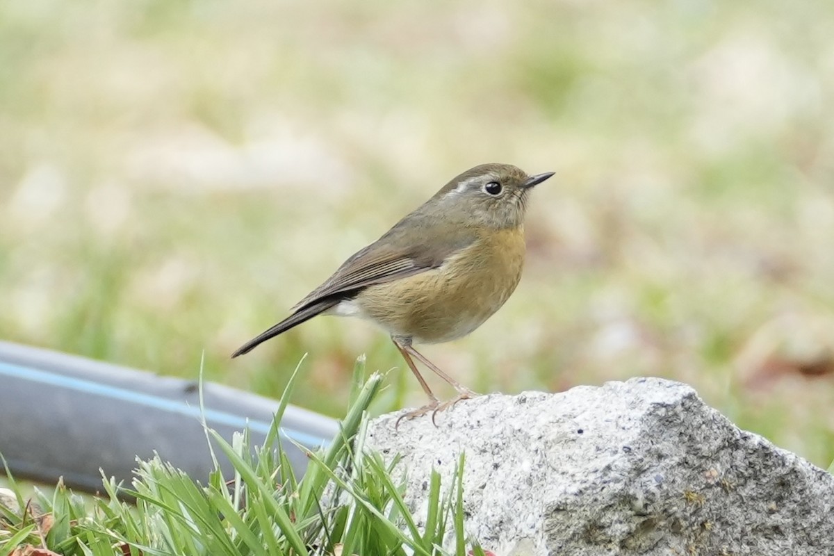 Collared Bush-Robin - ML616185462