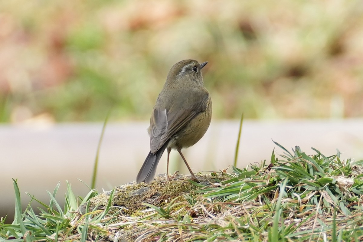 Collared Bush-Robin - ML616185463