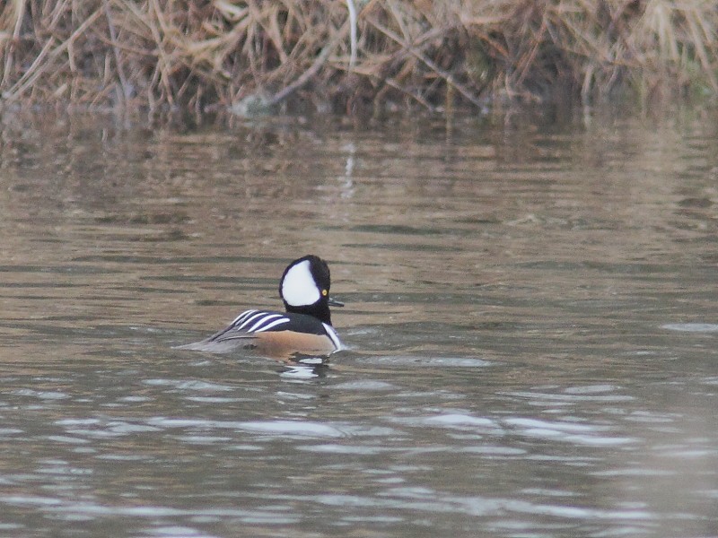 Hooded Merganser - Alain Deschamps