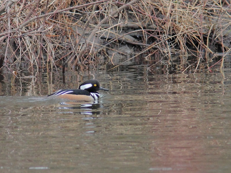 Hooded Merganser - Alain Deschamps