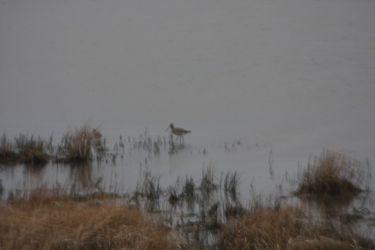 Black-tailed Godwit (islandica) - Avery Chan