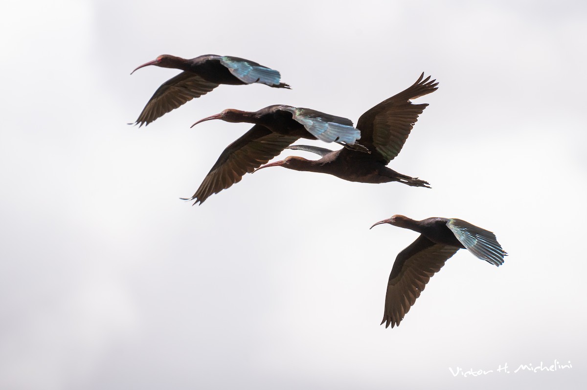 ibis andský - ML616185490