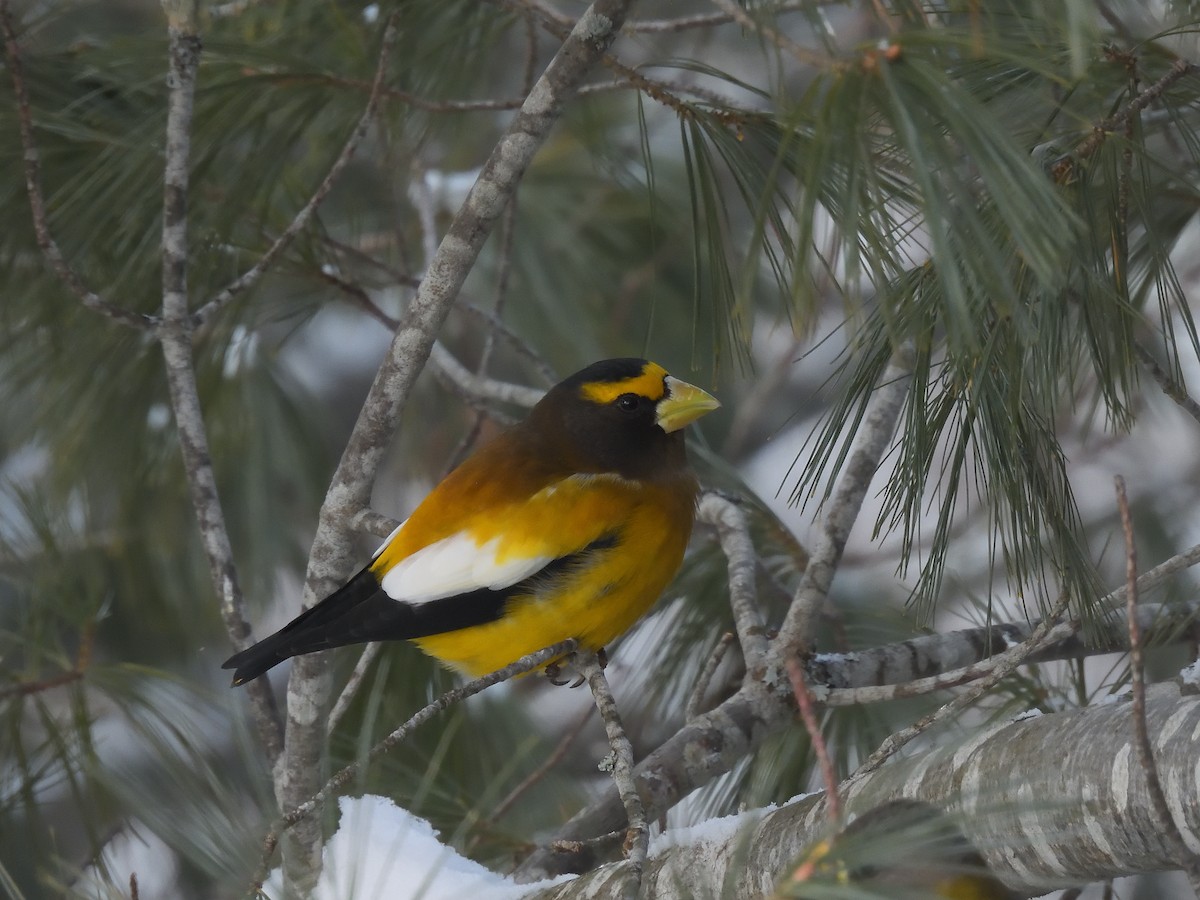 Evening Grosbeak - ML616185497