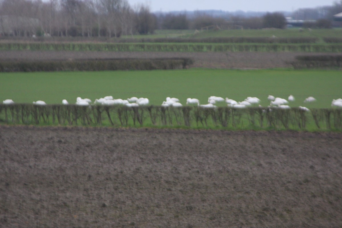 Whooper Swan - ML616185513