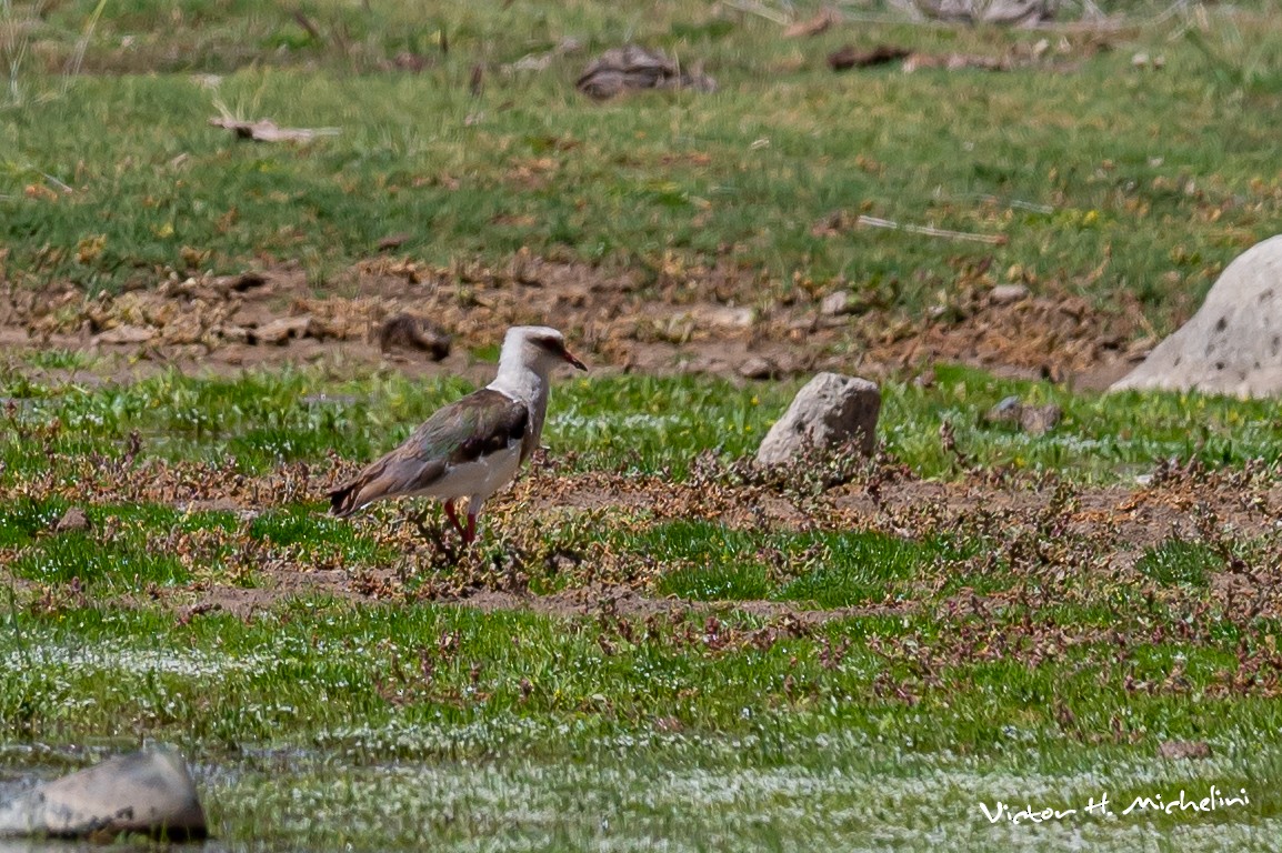 Andean Lapwing - ML616185525