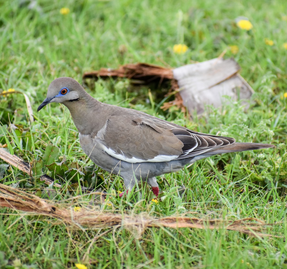 White-winged Dove - ML616185526