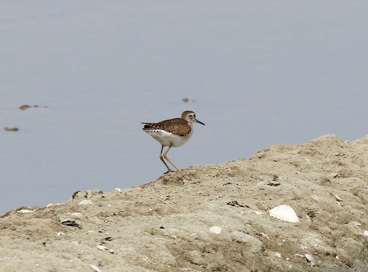 Wood Sandpiper - ML616185529