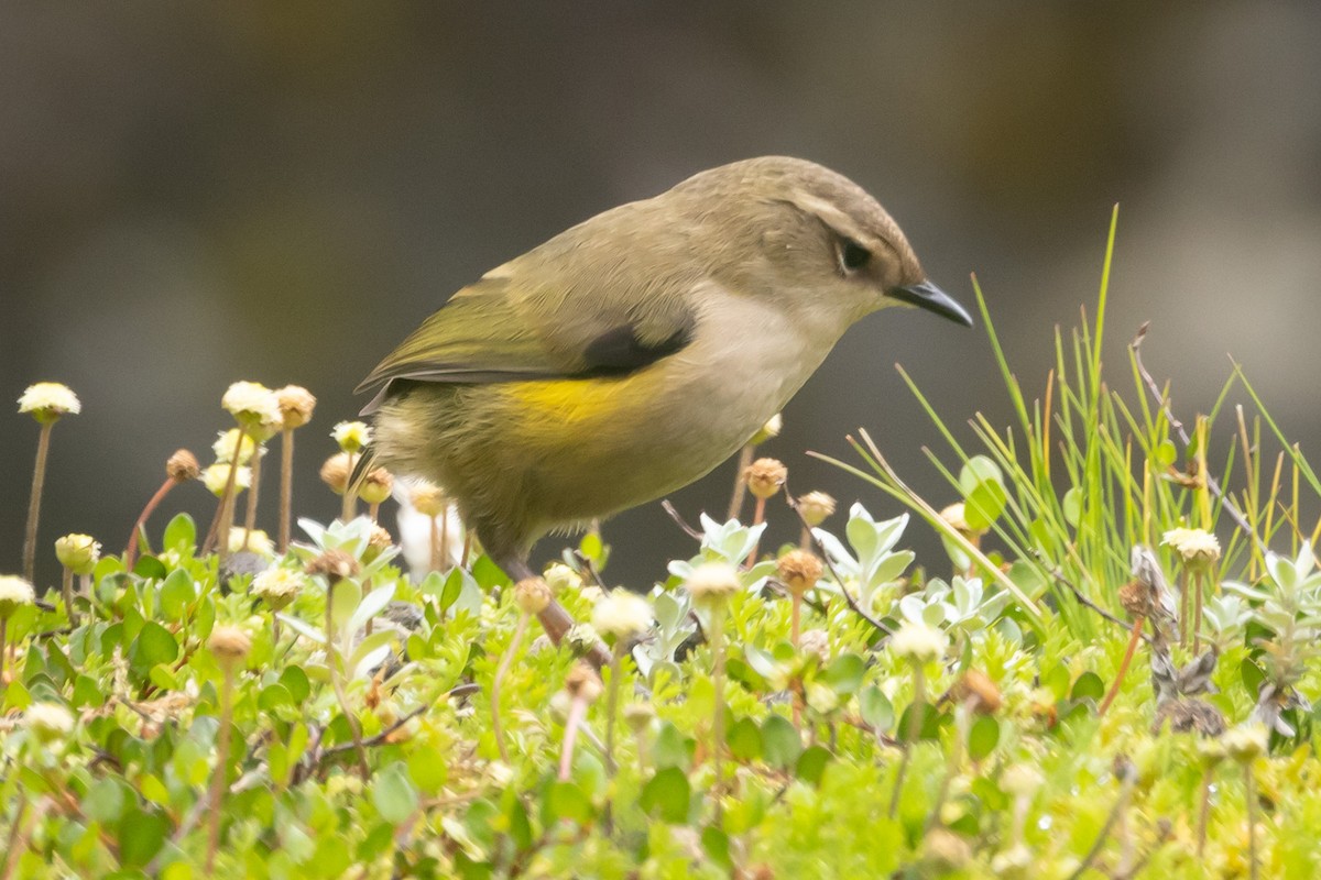 South Island Wren - ML616185535