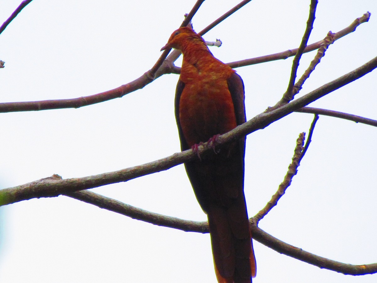 Philippine Cuckoo-Dove - Linda Gocon