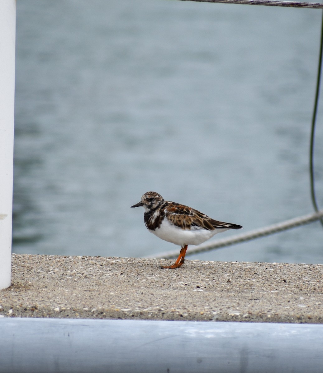 Ruddy Turnstone - ML616185552