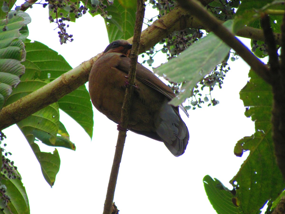 White-eared Brown-Dove - ML616185567