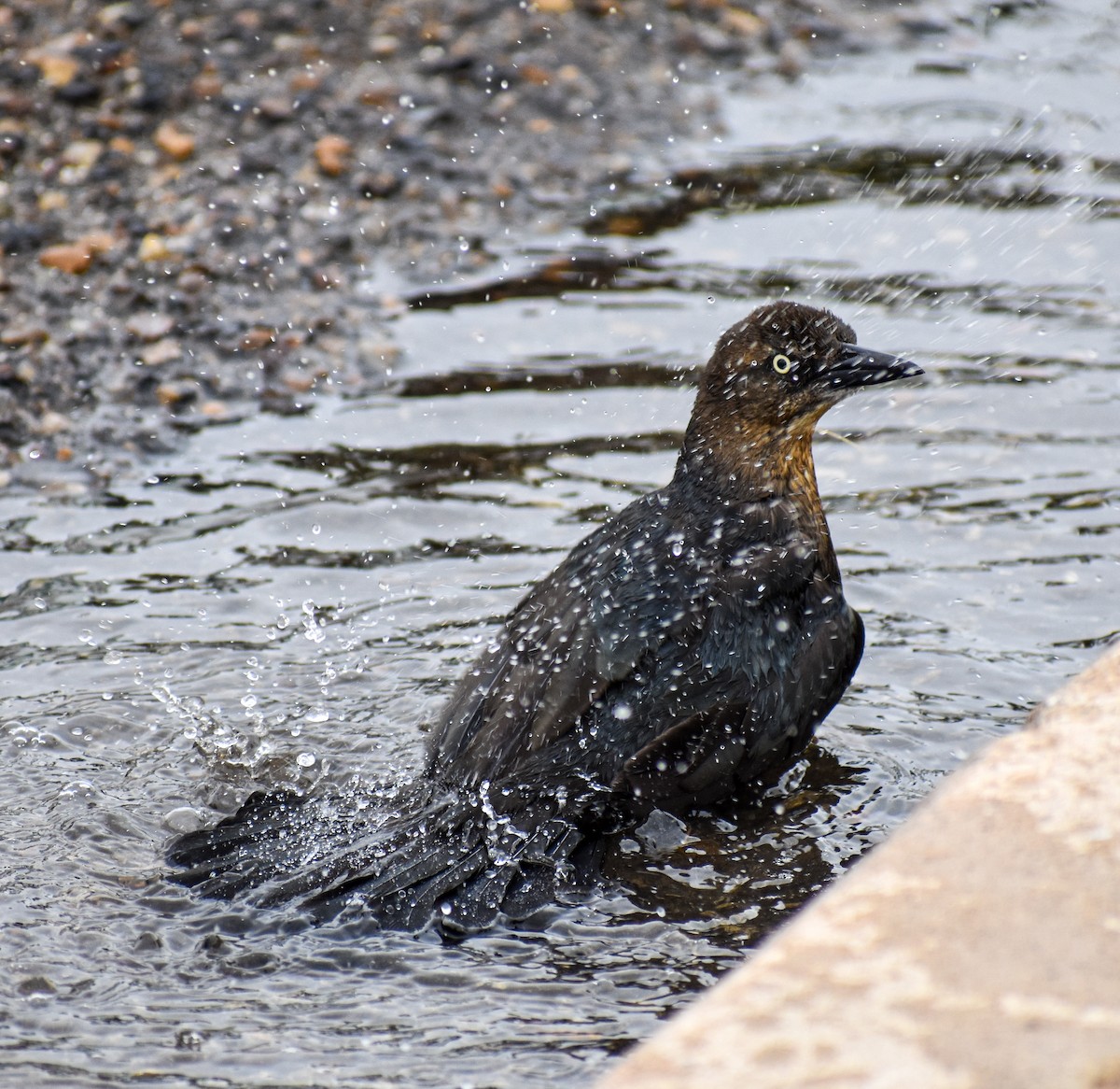 Great-tailed Grackle - ML616185580