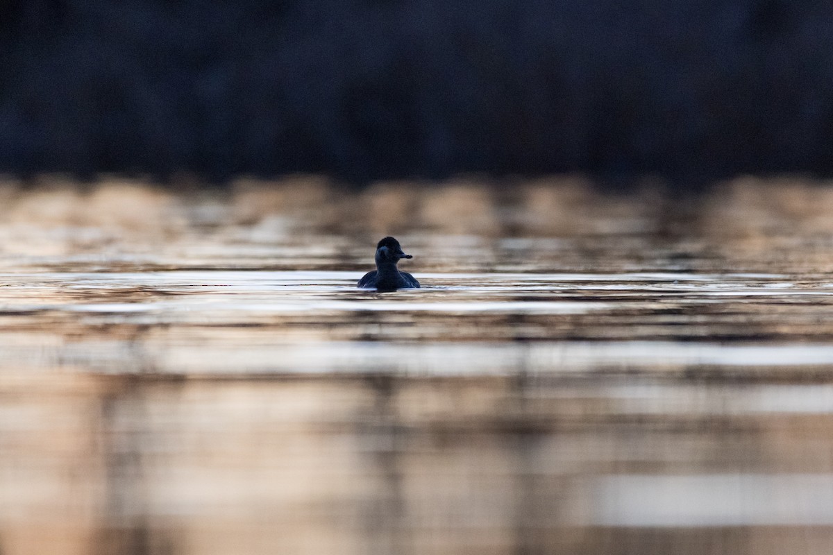 Ruddy Duck - ML616185645