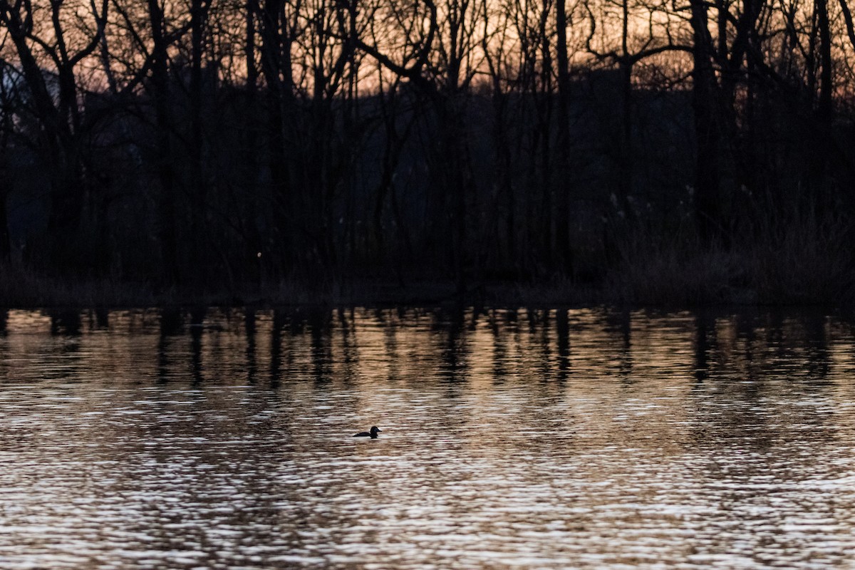 Ruddy Duck - ML616185647