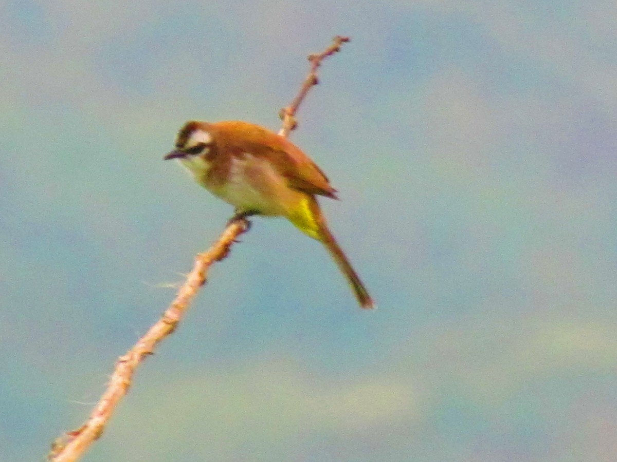 Bulbul Culiamarillo - ML616185685