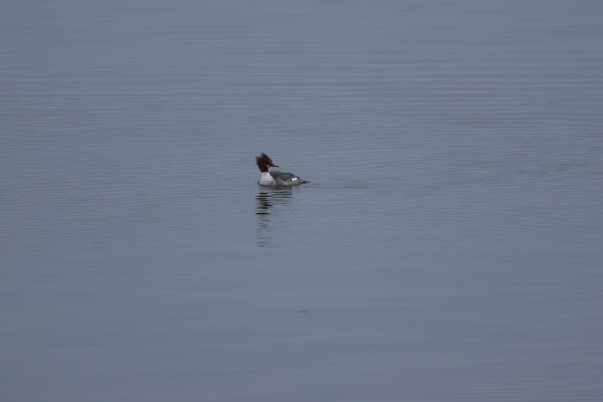 Common Merganser - ML616185688