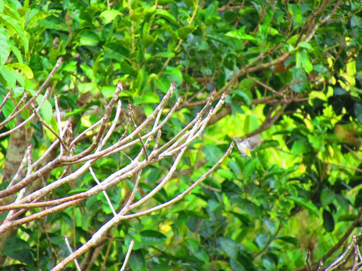 Pygmy Flowerpecker - ML616185689