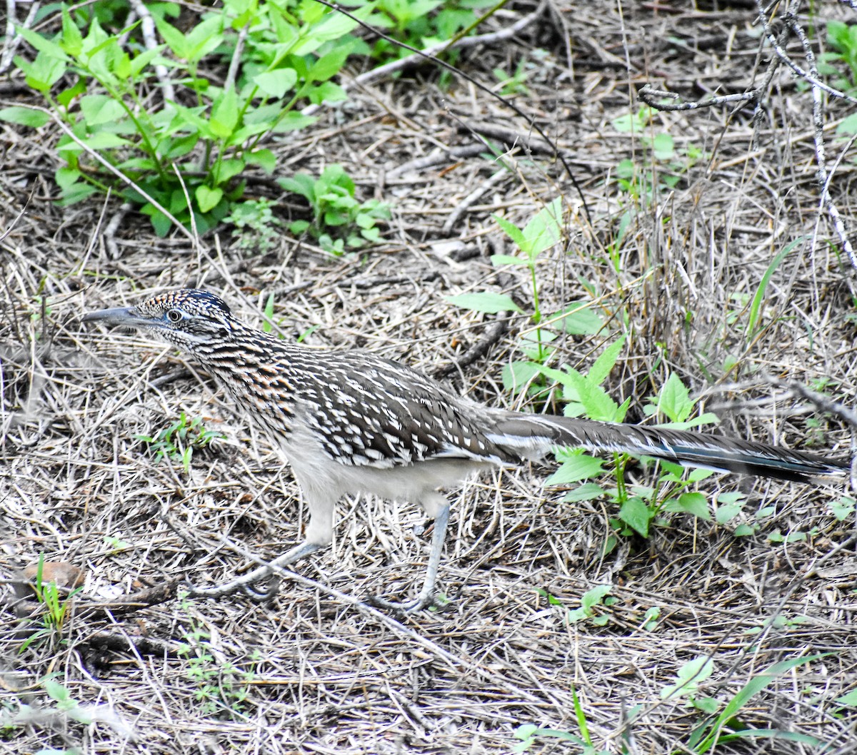 Greater Roadrunner - ML616185699