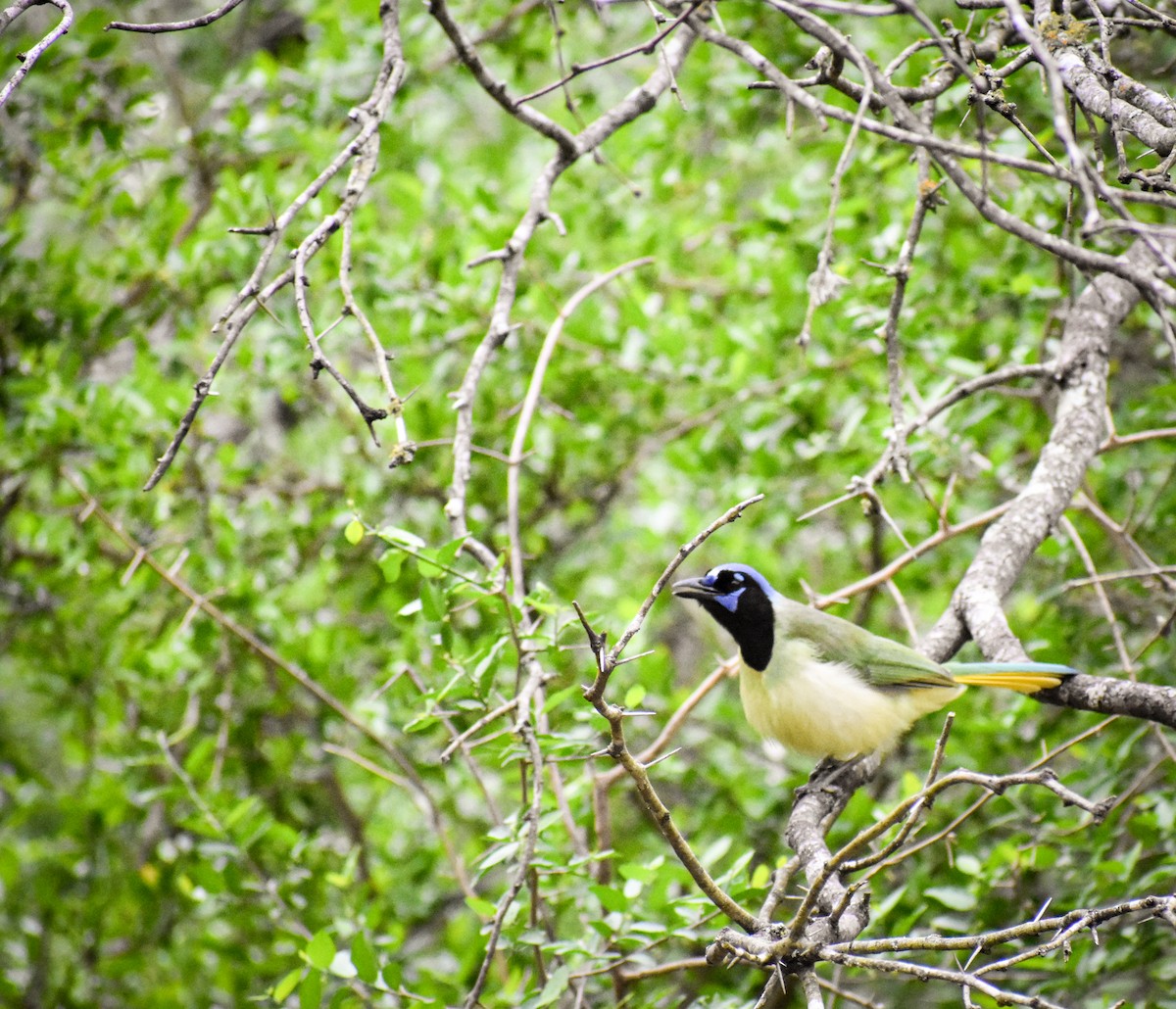 Green Jay - ML616185709