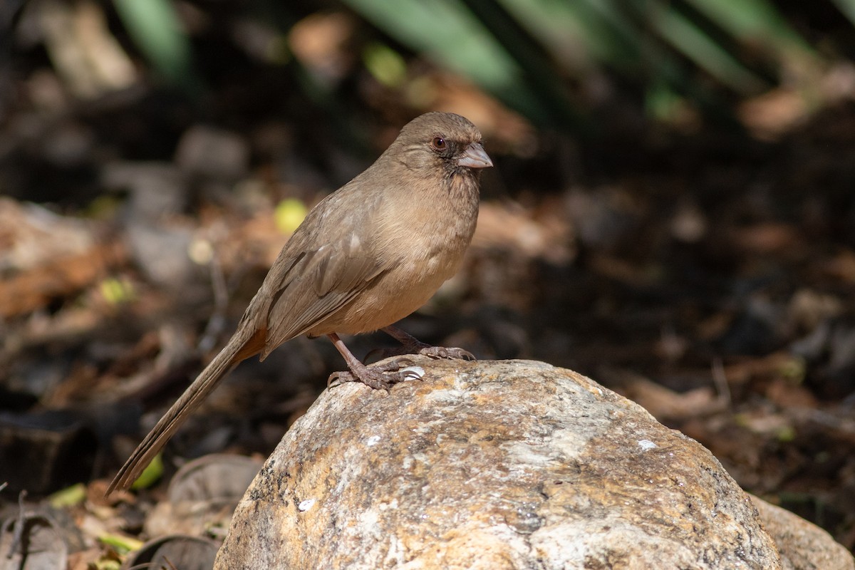 Abert's Towhee - ML616185718