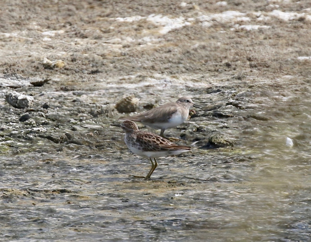 Long-toed Stint - ML616185745