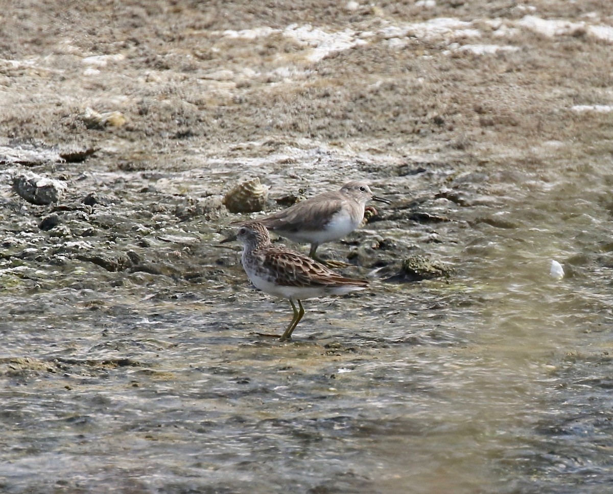 Long-toed Stint - ML616185746