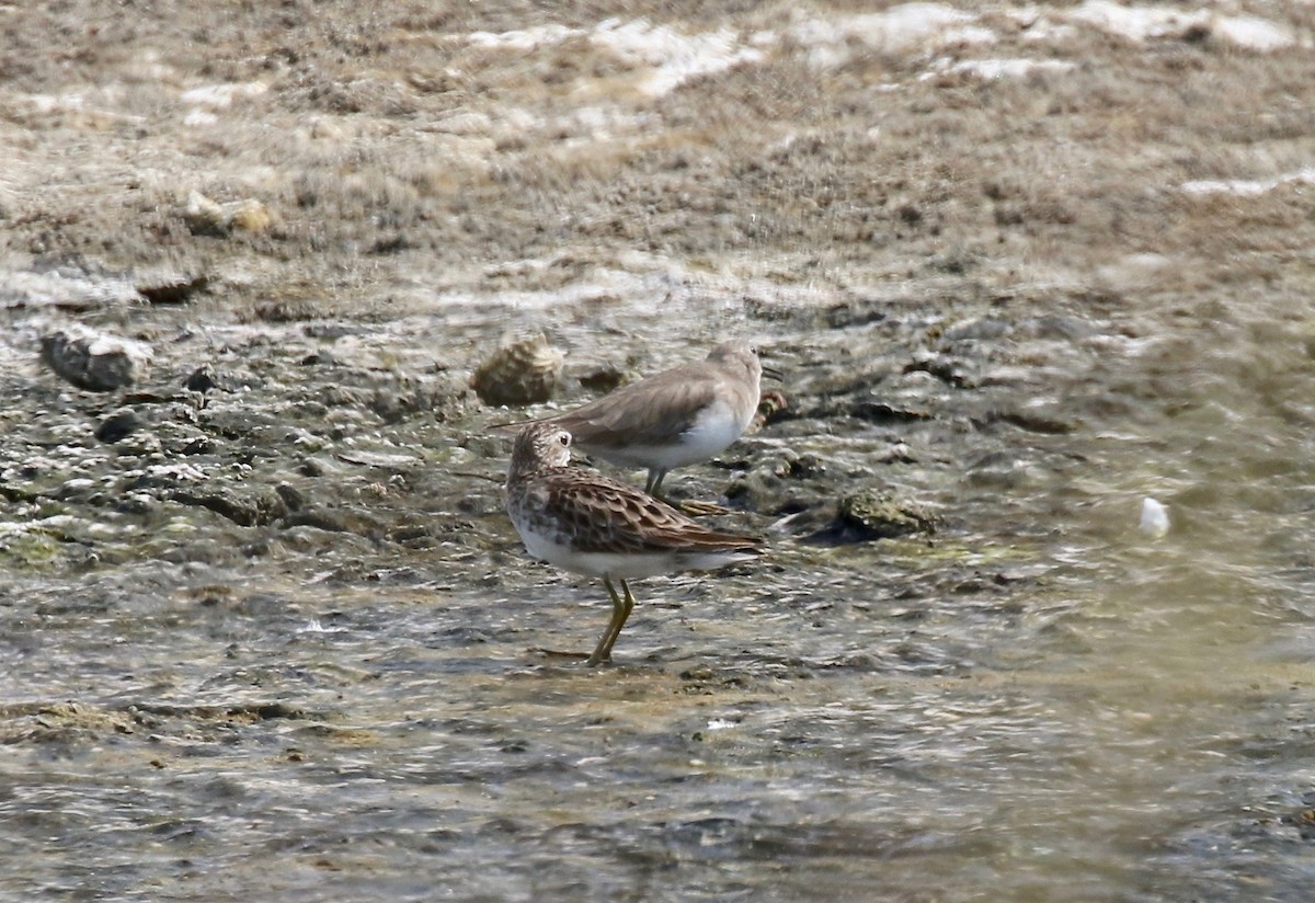 Long-toed Stint - ML616185747