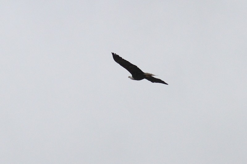 Bald Eagle - Alain Deschamps