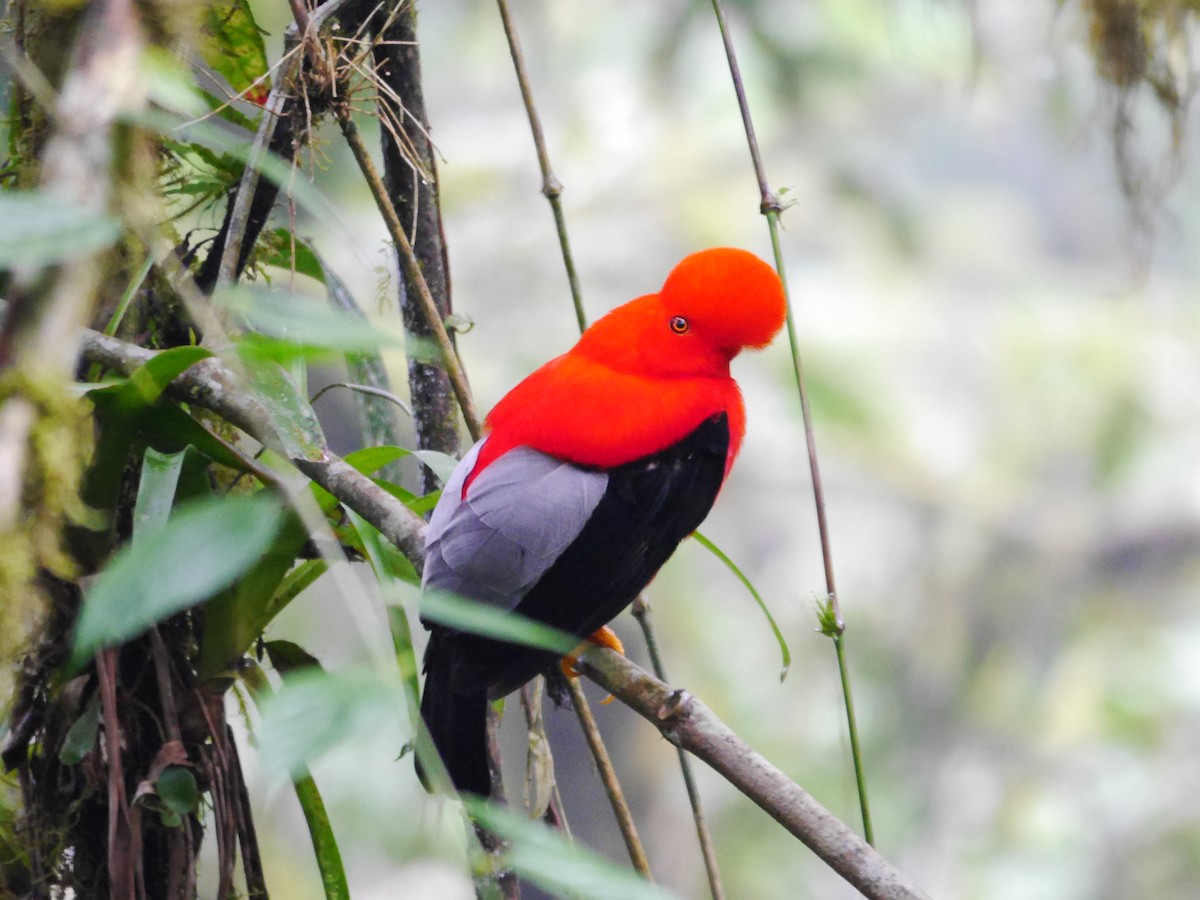 Andean Cock-of-the-rock - ML616185768