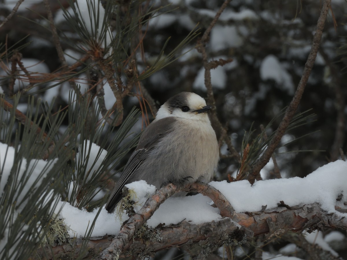 Canada Jay - ML616185796