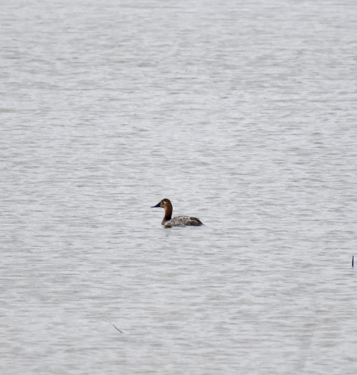 Canvasback - ML616185829