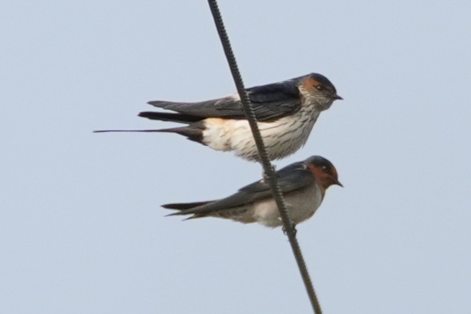 Striated Swallow - ML616185833
