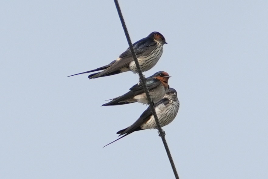 Striated Swallow - ML616185834
