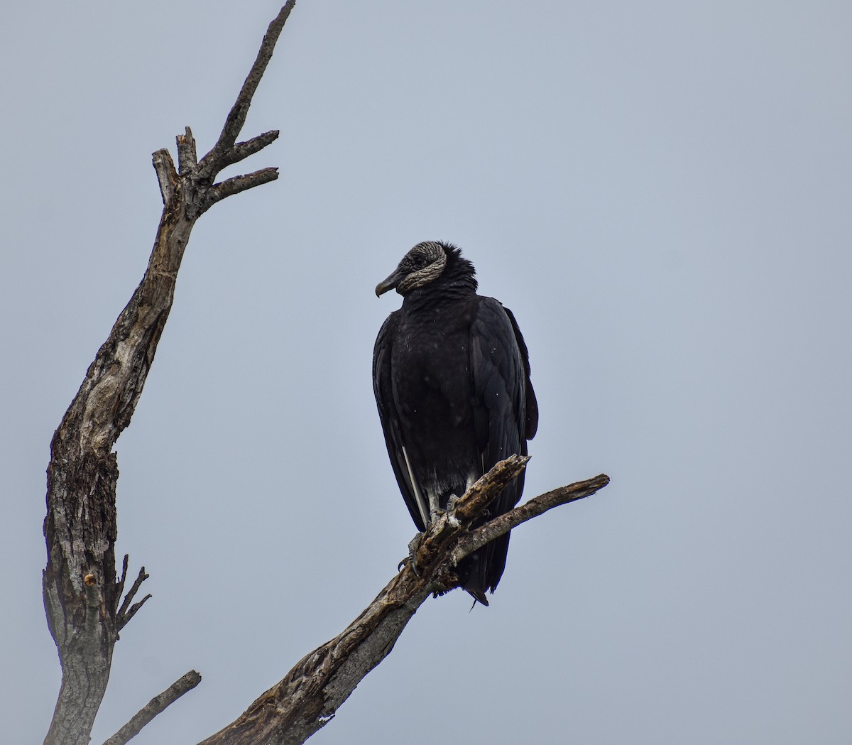 Black Vulture - ML616185865