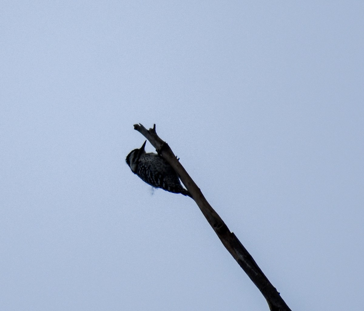 Ladder-backed Woodpecker - ML616185877