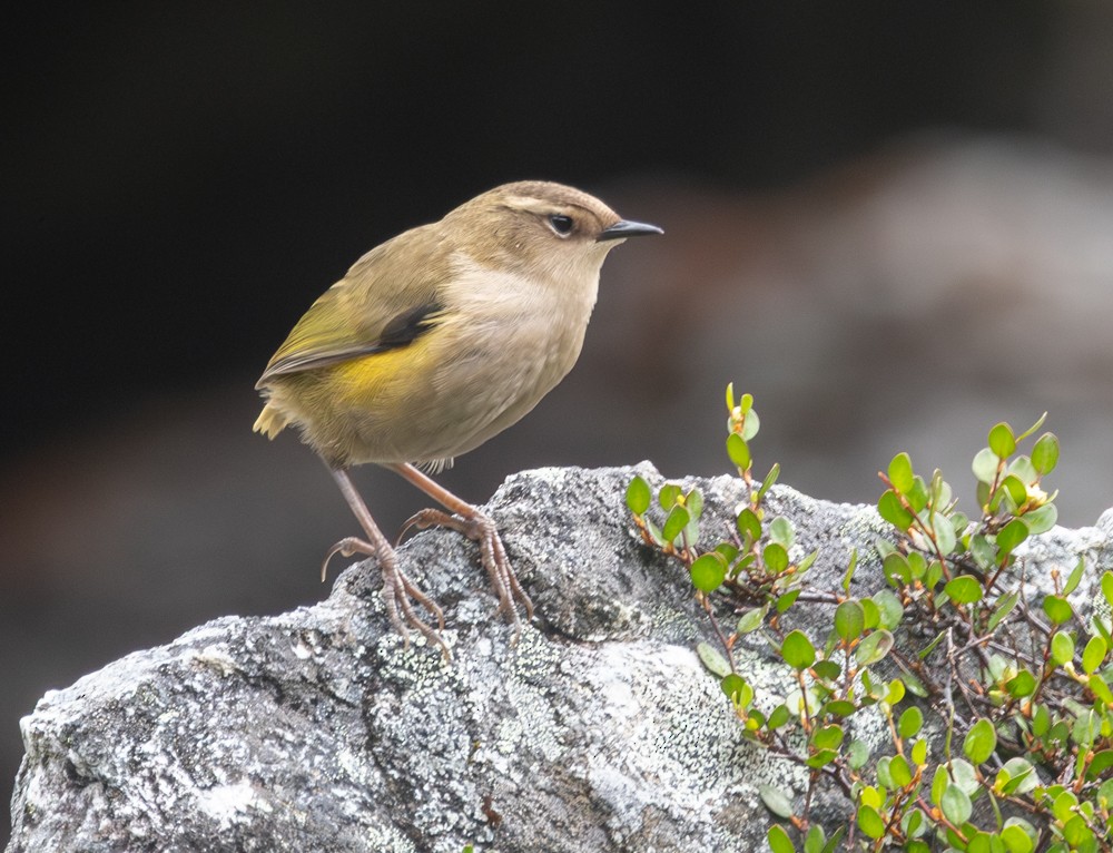 South Island Wren - ML616185913