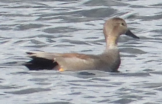 Northern Pintail - ML616185963