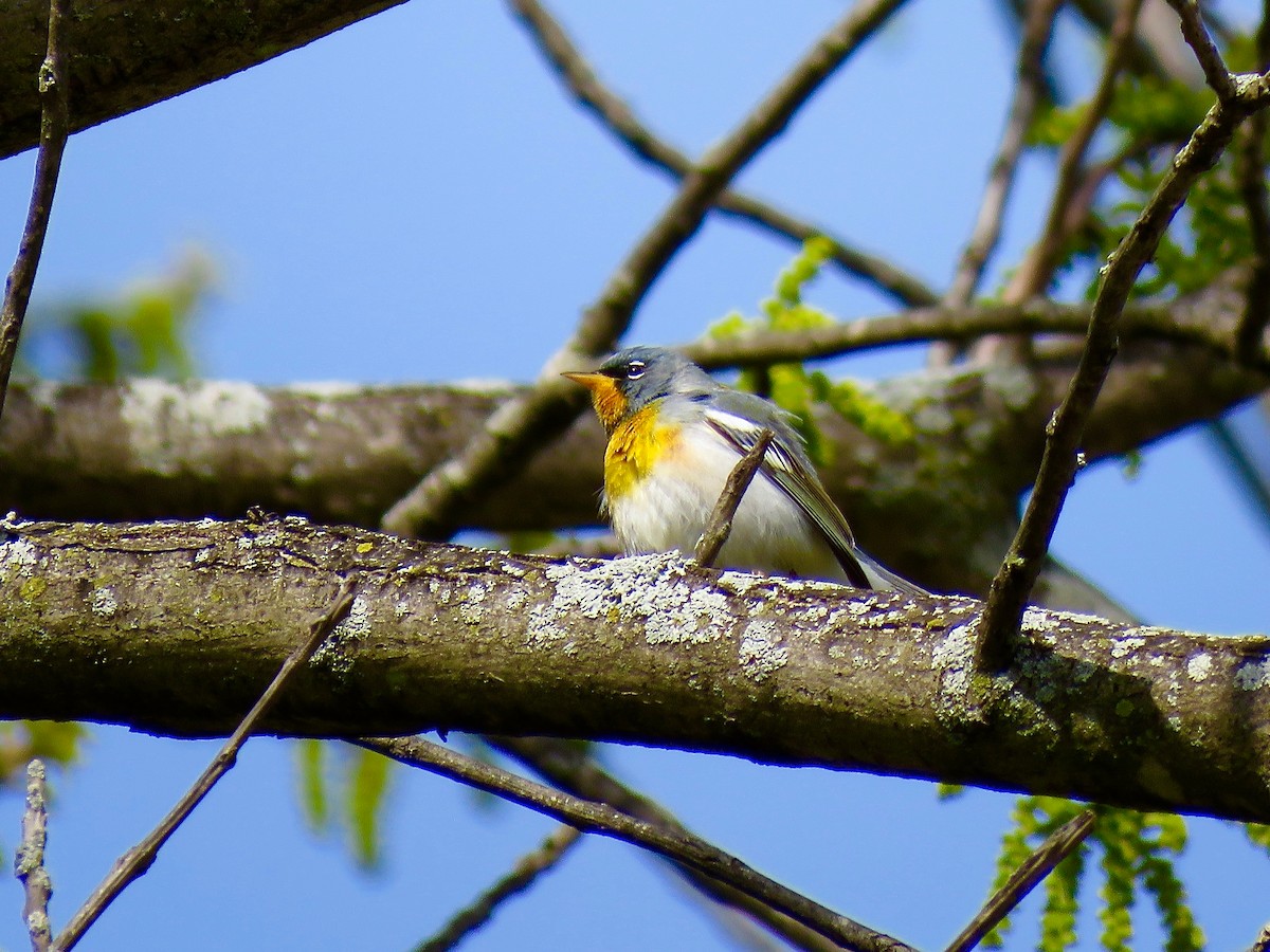 Northern Parula - Benjamin Murphy