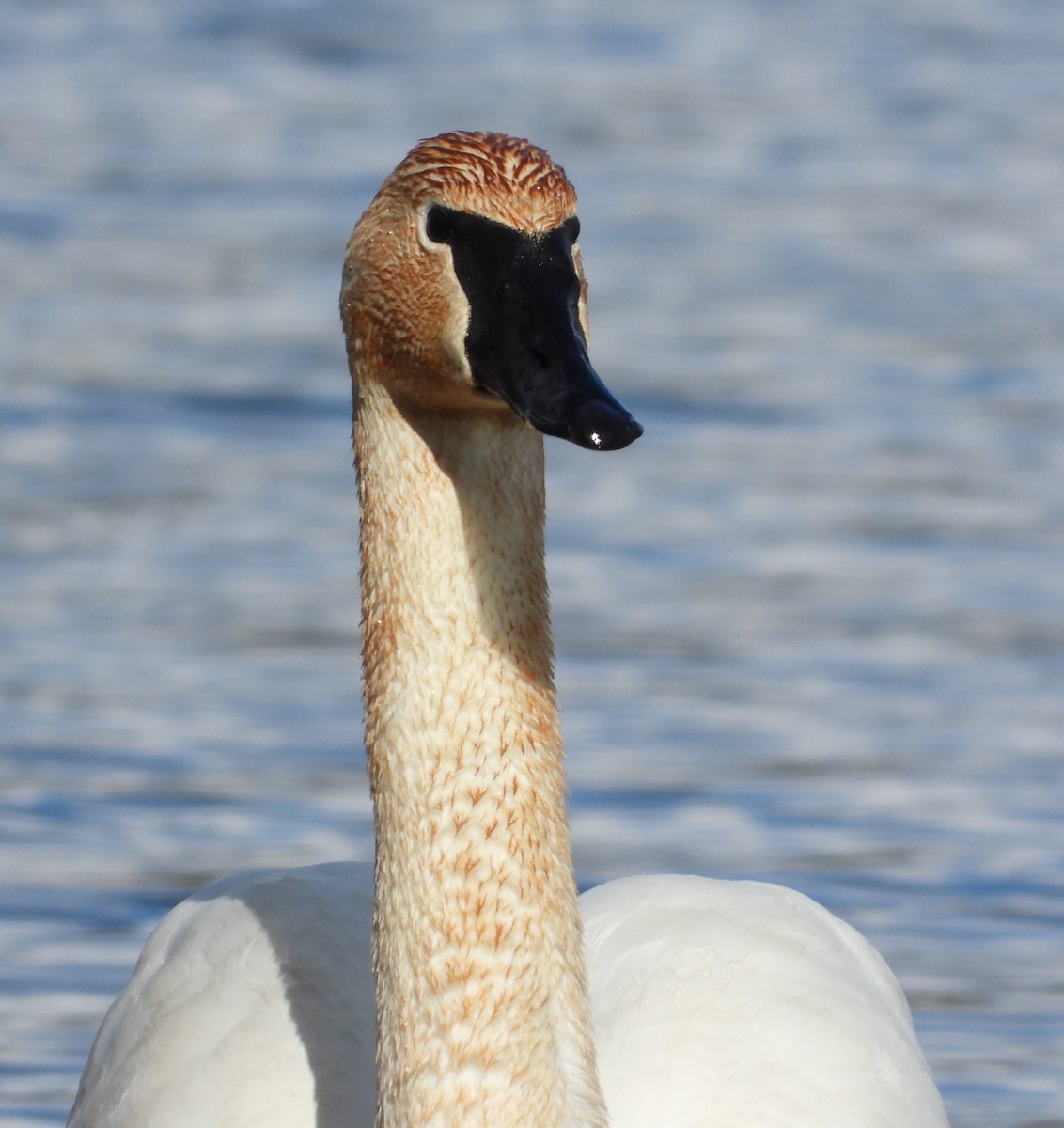 Trumpeter Swan - ML616185984
