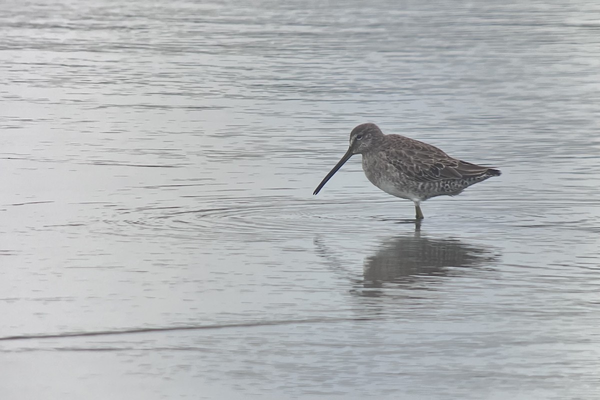 Long-billed Dowitcher - ML616186031
