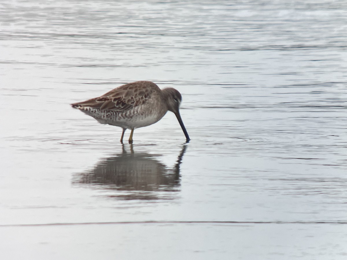 Long-billed Dowitcher - ML616186033
