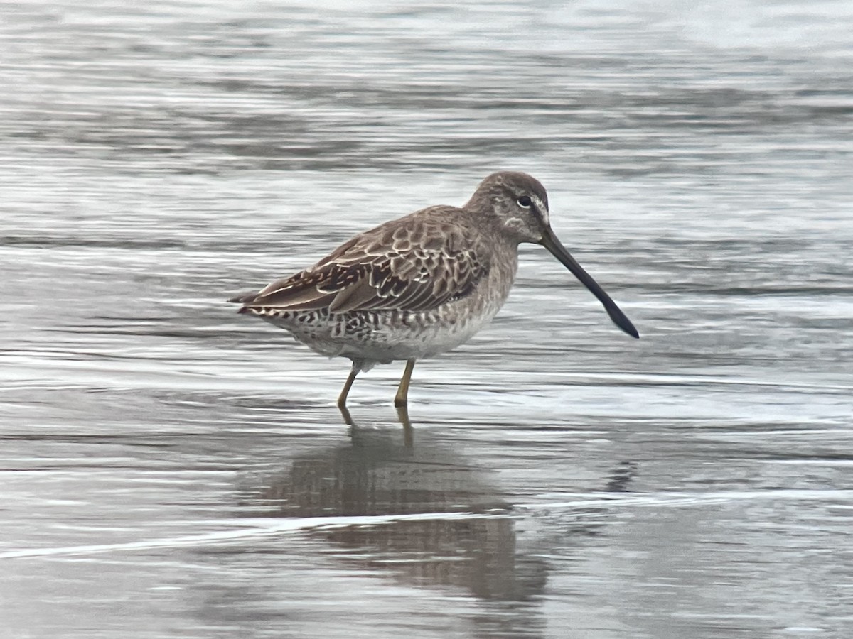 Long-billed Dowitcher - ML616186034
