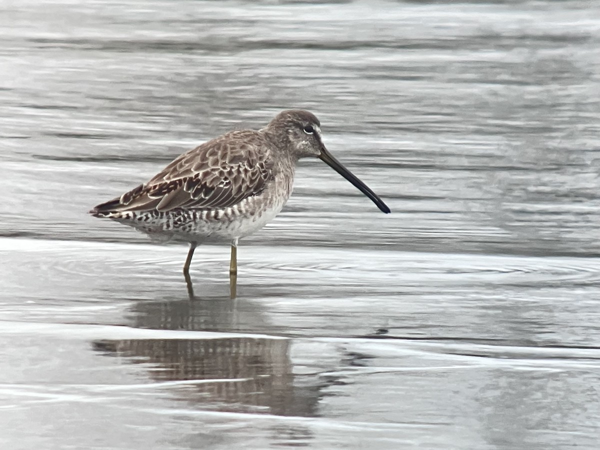 Long-billed Dowitcher - ML616186035