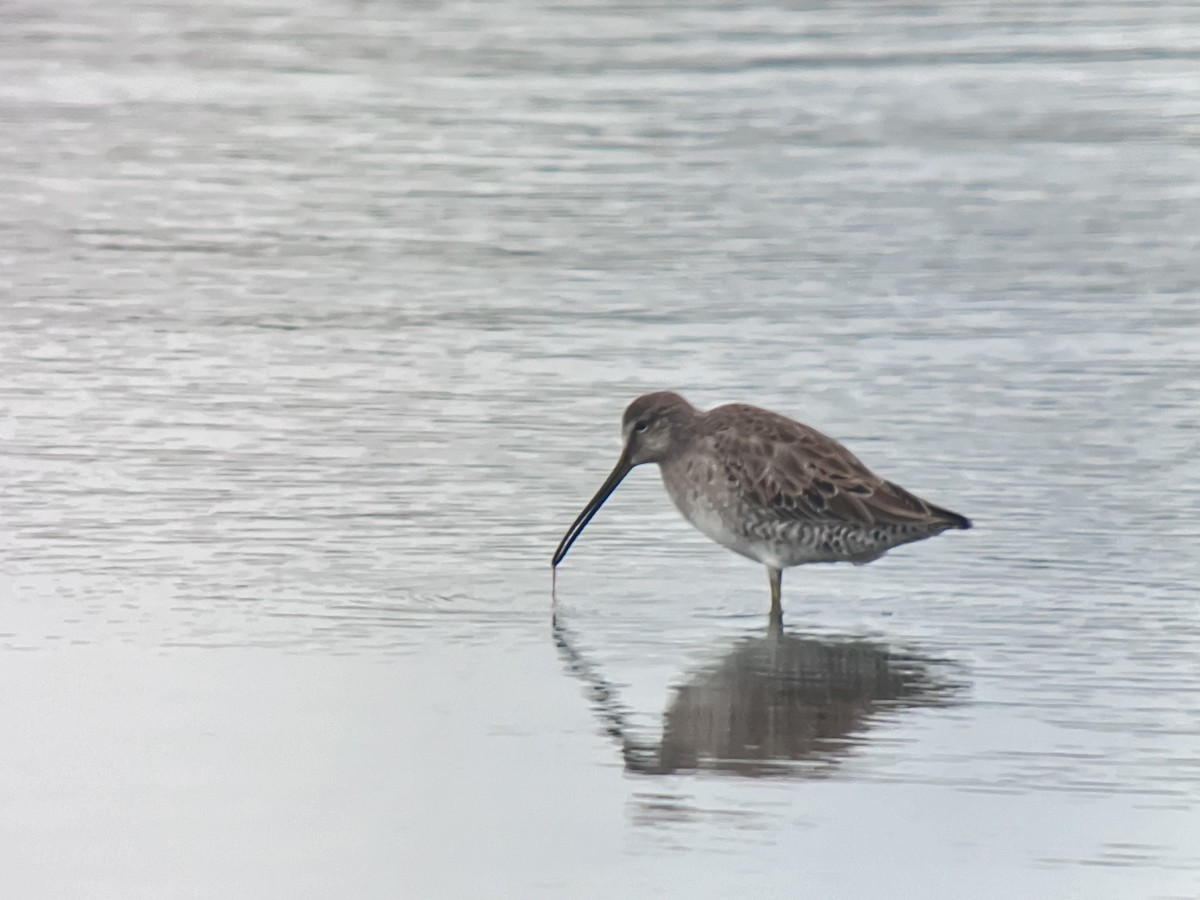 Long-billed Dowitcher - ML616186036