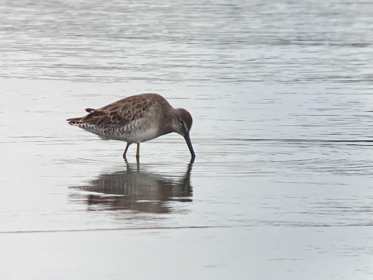 Long-billed Dowitcher - ML616186037