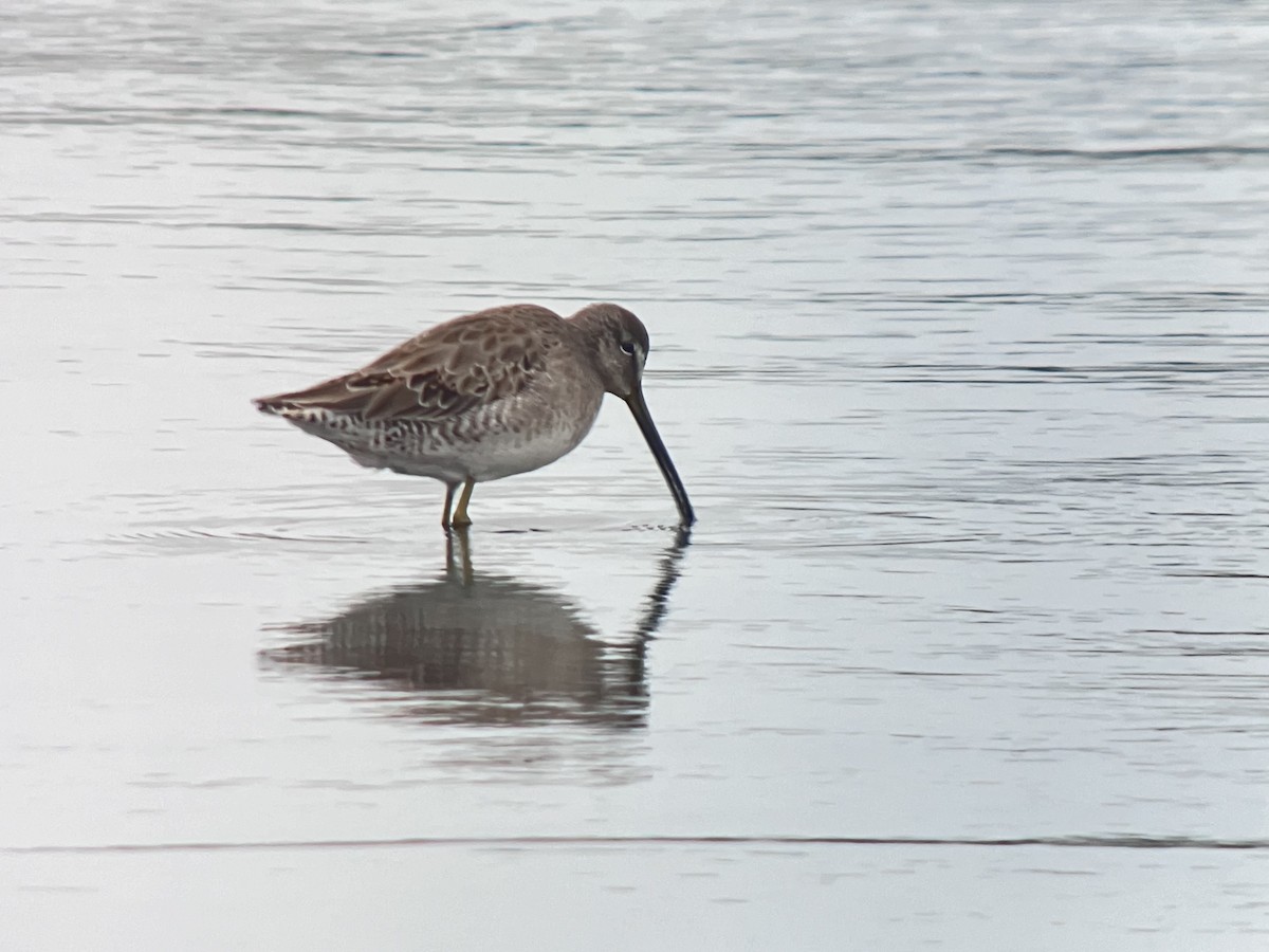 Long-billed Dowitcher - ML616186038