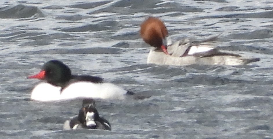 Common Merganser - ML616186051